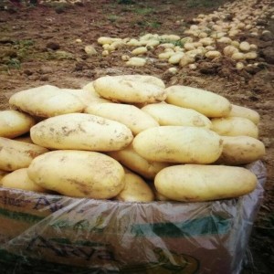 马铃薯 保鲜土豆 基地长期供货代销 农家现挖现卖 新鲜蔬菜