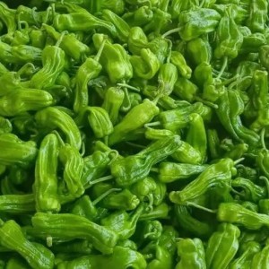 精品301辣椒，泡椒，线椒，螺丝椒，砀椒，蔬菜基地，全国代发