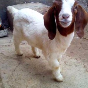 纯种波尔山羊种羊养殖基地 肉用山羊 出售波耳山羊 现代 出肉率高