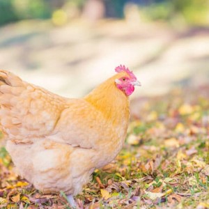 嘉硕出售观赏鸡鸡苗 大体型婆罗门鸡 自养自销