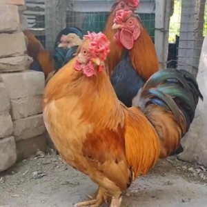 景区观赏成年改良元宝鸡 红色矮脚观赏鸡 适应能力强