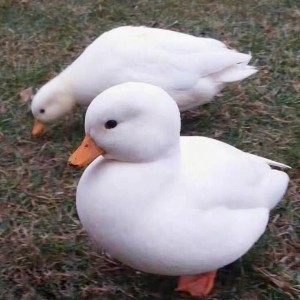 网红柯尔鸭 宠物柯 尔鸭活体销售 家养萌宠小白鸭 隆泰