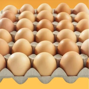 红壳鲜鸡蛋 蛋总管 礼盒包装 无添加任何激素 质量保证