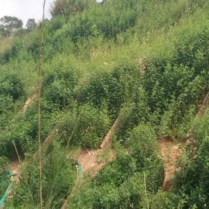 高次团粒喷播 防止水土流失 适用范围广 品牌制造