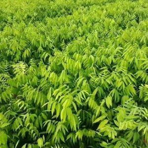 伟创园林 地径1公分无患子 植树造林 景观工程用