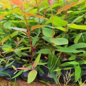 巨尾大叶桉树1米 2米 大小杯苗 基地价 植树造林 山坡种植