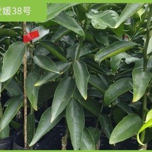 爱媛38号果冻橙苗 果园庭院 创利 种植技术跟踪 清甜多汁 肉质鲜嫩