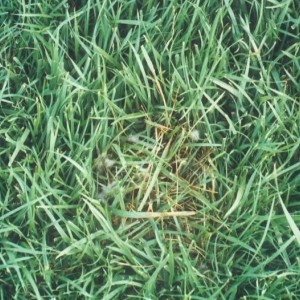 草坪病虫害防治林业病虫植物防治园林病 凌志草园林